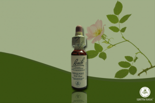 капли Баха №37,Шиповник собачий,Уайлд Роуз, Wild rose 10 мл